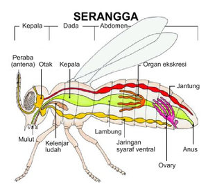 c Organ  pernapasan pada serangga nurulqiptia